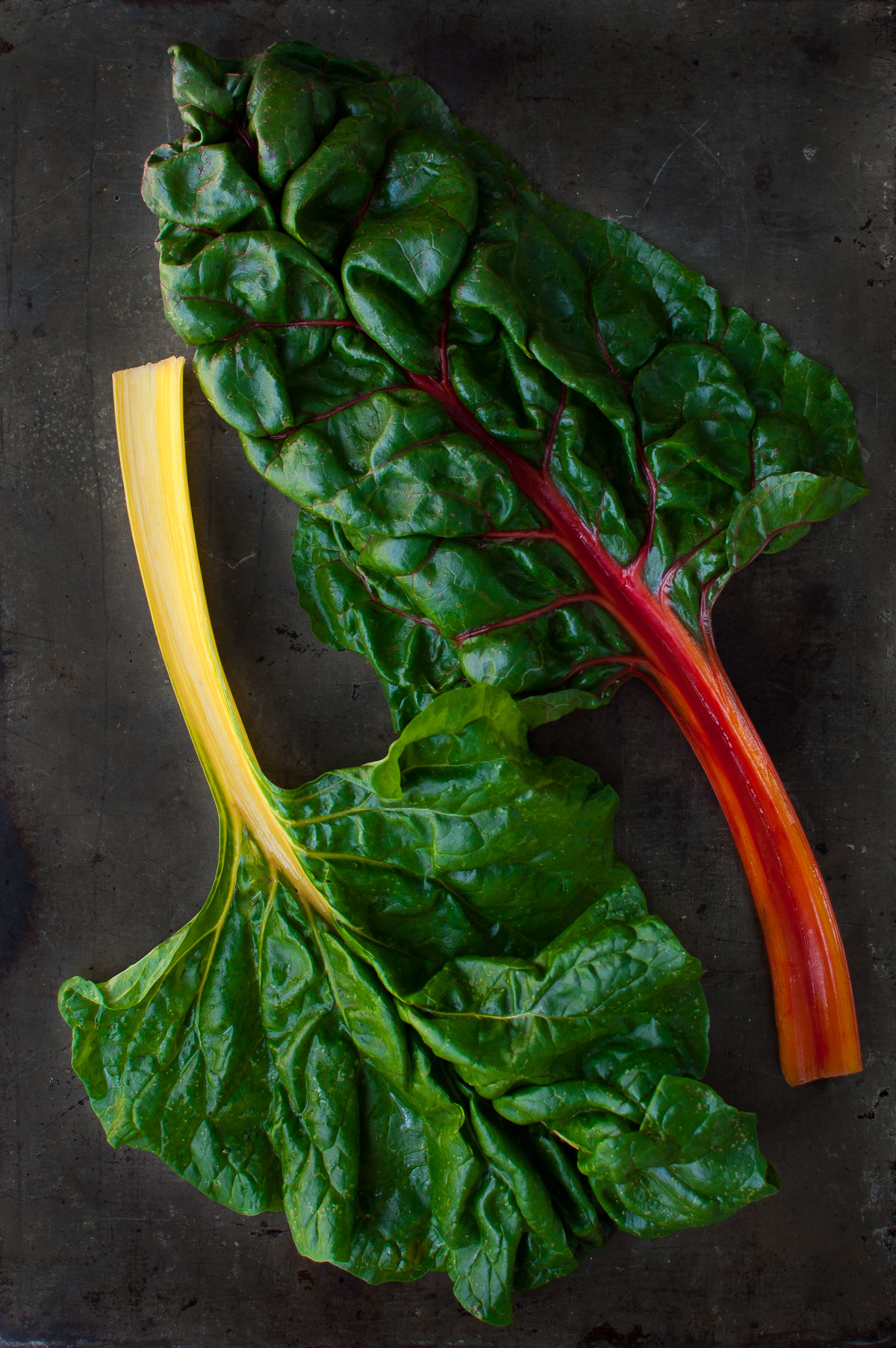 Two leaves of rainbow Swiss chard.